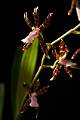 Oncidium reihenheimii * Oncidium reihenheimii 
  
Nombre comn: No conocido. 
  
Caractersticas distintivas: Planta mediana, de hasta 60 cm de alto, con pseudobulbos aplanados, surcados por arrugas longitudinales, hojas largas, delgadas y flexibles, con inflorescencias en ocasiones muy largas que emergen del costado del pseudobulbo maduro ms reciente, llegando a medir ms de 1 metro de largo con varias docenas de flores muy aromticas, con spalos y ptalos manchados de caf obscuro y labelo blanco con rosa plido.  
  
Hbitat: Bosques de pino-encino. 
  
Distribucin: Jalisco, Michoacn, Estado de Mxico, Morelos, Guerrero y Oaxaca. 
  
Cultivo: En macetas con fibra de Polypodium corteza de pino o coco, que permita un adecuado drenaje. Riego dos a tres veces por semana, luz moderada (nunca sol directo), temperatura fresca, humedad ambiental moderada y fertilizante foliar muy diludo (1 cucharadita por 4 litros de agua) cada 15 das.  
  
poca de floracin: Primavera. 

Rodrigo Remolina
 * 819 x 1229 * (93KB)