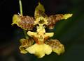 Oncidium sphacelatum * Oncidium sphacelatum 


Nombre común: Lluvia de oro, muy cultivada en las casas y plazas del estado de Veracruz. 

Características distintivas: Planta epífita grande, de hasta 80 cm de alto, con seudobulbos aplanados y hojas lineares de color verde amarillento. Inflorescencias muy grandes, de hasta 2 m de largo, con varios cientos de flores pequeñas, amarillas con manchas café. 

Hábitat: Selvas tropicales y sus tipos de vegetación derivados. 

Distribución: Tamaulipas, San Luis Potosí, Hidalgo, Veracruz, Oaxaca, Chiapas, Campeche y Quintana Roo; Guatemala a Costa Rica. 

Cultivo: Montadas en troncos no resinosos (jacaranda, frutales, encino, palo dulce). Riego dos veces por semana, luz brillante (nunca sol directo), temperatura templada a cálida, humedad ambiental moderada y fertilizante foliar muy diluído (1 cucharadita por 4 litros de agua) cada 15 días. Con los años las plantas se vuelven muy grandes 

Época de floración: Primavera. 

  Rodrigo Remolina
 * 998 x 733 * (137KB)
