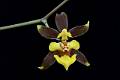 Oncidium suave * 
Diederick Antoni * 1000 x 667 * (154KB)