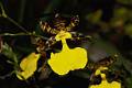 Oncidium tigrinum * La planta pertenece a: Jos Abel Ortega
Foto tomada por Carlos Higashida * 640 x 425 * (37KB)
