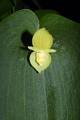 Pleurothallis cardiothallis f aurea * 653 x 983 * (166KB)