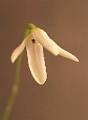 Pleurothallis nelsonii * 
  Rodrigo Remolina
 * 722 x 981 * (118KB)