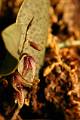 Stelis nigriflora * Pleurothallis aff. nigriflora
Nombre comn: No conocido. 
  Caractersticas distintivas: Planta pequea, epfita y litfita, de unos 4 cm de alto, con hojas carnosas elpticas, verde obscuro con manchas prpura, inflorescencias cortas de unas cinco flores magenta a casi negro, semicerradas, donde los segmentos visibles son los spalos.  
  Hbitat: Bosques de encino-pino.  
  Distribucin: Morelos, Mxico. Endmica.  
  Restricciones: Se le considera sujeta a proteccin especial en la Norma Oficial Mexicana NOM-059-ECOL-2001, Proteccin ambiental. Es endmica de Mxico. Ninguna. 
  Cultivo: En macetas con fibra de Polypodium o musgo, que permita un adecuado drenaje. Riego dos a tres veces por semana, luz moderada (nunca sol directo), temperatura fresca a moderada, humedad ambiental moderada a alta y fertilizante foliar muy diludo (1 cucharadita por 4 litros de agua) cada 15 das.  
  poca de floracin: Verano. 
  
Rodrigo Remolina 
 * 653 x 983 * (152KB)