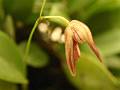 Stelis pachyglossa * Pleurothallis pachyglossa


Nombre común: No conocido. 

Características distintivas: Planta epífita pequeña, de unos 10 cm de alto, con tallos largos y hojas lanceoladas, color verde brillante. Inflorescencia muy delgada, más alta que la planta, donde abren en sucesión hasta cinco flores pequeñas, de 1.5 cm de largo, amarillas con rayas cafés. 

Hábitat: Bosques mesófilos. 

Distribución: Guerrero, Oaxaca, Veracruz, Puebla y Chiapas.

Cultivo: En una maceta con fibra de Polypodium o musgo, pero que permita un buen drenaje. Riego tres veces por semana, luz brillante (nunca sol directo), temperatura templada, humedad ambiental alta y fertilizante foliar muy diluído (1 cucharadita por 4 litros de agua) cada 15 días. No resiste períodos largos sin riego. 

Época de floración: Otoño. 

  Rodrigo Remolina
 * 986 x 739 * (126KB)