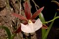 Prostechea ghiesbreghtiana flor * Eduardo Prez Garca * 1062 x 706 * (94KB)