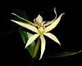 Prosthechea baculus * Omar Eduardo Rocha * 932 x 755 * (70KB)