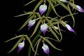 Prosthechea brassavolae * 
Diederick Antoni * 1000 x 667 * (262KB)
