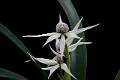 Prosthechea chondylobulbon * 
Diederick Antoni * 1000 x 667 * (164KB)