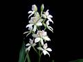 Prosthechea fragrans * Diederick Antoni * 800 x 600 * (51KB)