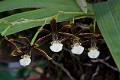 Prosthechea linkiana * 
Diederick Antoni * 1000 x 667 * (96KB)