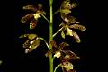 Prosthechea magnispatha * Eduardo A. Prez Garca * 994 x 661 * (78KB)