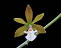 Prosthechea michuacana * 
Diederick Antoni * 1000 x 800 * (240KB)