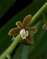 Prosthechea ochracea * 
Diederick Antoni * 800 x 1000 * (248KB)