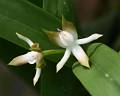 Prosthechea pseudopygmaea * 
Diederick Antoni * 1000 x 800 * (76KB)
