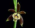 Prosthechea pterocarpa * 
Diederick Antoni * 1000 x 800 * (210KB)