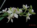 Prosthechea radiata * 800 x 600 * (101KB)