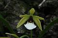 Prosthechea tripunctata * 
Diederick Antoni * 1000 x 667 * (65KB)