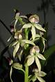 Prosthechea trulla * 
  Rodrigo Remolina
 * 1360 x 2048 * (162KB)