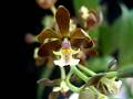 Prosthechea varicosa * 
  Rodrigo Remolina * 800 x 600 * (62KB)