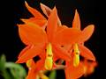 Prosthechea vitellina * Diederick Antoni * 800 x 600 * (83KB)