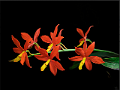 Prosthechea vitellina (Lindl.) W. E. Higgins * 
Prosthechea vitellina (Lindl.) W. E.
Higgins
Imagen:

<Esta seccin como un ?Leer ms??>
Prosthechea (Psh.) vitellina es una orqudea epfita que crece sobre las ramas altas de los
pinos en el bosque de pino, bosque de pino-encino y bosque de neblina de los estados de
Chiapas, Hidalgo, Puebla, Veracruz y Oaxaca en Mxico, El Salvador, Guatemala y
Honduras en un rango altitudinal de 1,350 a 2,600 m.s.n.m.
Psh. vitellina es una planta con pseudobulbos agrupados, cnicos, ligeramente comprimidos
de color verde negruzco y 1 a 3 hojas apicales que florece durante la primavera y el verano
en una inflorescencia apical, en racimo de hasta 30 cm de largo con 4 a 20 flores que abren
simultneamente. Las flores son vistosas, de 3 a 5 cm de dimetro, los spalos y ptalos son
de color naranja a rojo-naranja. El labelo y la columna son de color amarillo.
Existe un cultivar de Psh. vitellina que, por sus caractersticas sobresalientes, fue merecedor
de reconocimiento por parte de la Asociacin Mexicana de Orquideologa (AMO): Psh.
vitellina ?Ann de Bar? propiedad de Ren Fernndez Romn premiada en 1995 con una
Medalla de Oro (MO/AMO).
Psh. vitellina es una orqudea de difcil cultivo que requiere de condiciones intermedias a
fras para su cultivo. Las temperaturas deben estar entre los 5 a 21 C. Sus necesidades
lumnicas estn entre los 20,000 a 30,000 luxes, acompaadas de una excelente ventilacin.
Se puede cultivar montadas en troncos, canastas o macetas con sustrato para orqudeas
epfitas que permita una ptima circulacin de aire y a su vez logre proporcionar humedad.
Los riegos deben ser frecuentes y abundantes durante la poca de crecimiento activo
(inician a mediados de la primavera hasta mediados de otoo) y disminuirse gradualmente
durante la poca de reposo invernal, sin permitir que la planta permanezca seca por largos
perodos de tiempo. La humedad ambiental puede estar entre el 75% a 80% durante la
poca de crecimiento activo y disminuir a un 65% durante la poca de reposo invernal. La
fertilizacin puede realizarse semanalmente con un fertilizante balanceado durante la poca
de crecimiento y detenerse en los meses fros o perodo de reposo invernal. * 1000 x 748 * (481KB)