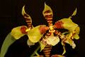 Rossioglossum williamsianum * Eduardo A. Prez Garca * 999 x 664 * (93KB)