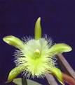 Rhyncholaelia digbyana 1 * Federico Halbinger Mosig * 850 x 957 * (111KB)
