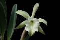Rhyncholaelia glauca * 
Diederick Antoni * 1000 x 667 * (175KB)