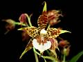Rhynchostele cordata * 
Diederick Antoni * 1000 x 750 * (333KB)