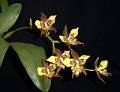Rhynchostele maculata * Rhynchostele maculataSe encuentra en Guatemala y México en zonas de altura de 2000 a 3000 metros en bosques de Pino y Roble. 

Omar Eduardo Rocha * 974 x 751 * (160KB)
