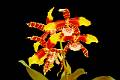 Rossioglossum grande * Eduardo Prez Garca * 998 x 664 * (102KB)