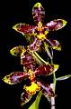 Rossioglossum hagsaterianum * Eduardo Alberto Prez Garca * 654 x 999 * (122KB)