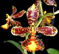 Rossioglossum insleayii * Omar Gonzlez Zorzano * 987 x 899 * (142KB)