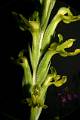 Sarcoglottis sceptrodes * 
  Rodrigo Remolina * 663 x 999 * (182KB)
