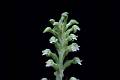 Sarcoglottis schaffneri * 
Diederick Antoni * 1000 x 667 * (151KB)