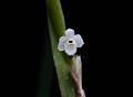 Scaphyglottis behrii * 
Diederick Antoni * 909 x 666 * (135KB)