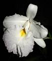 Sobralia macrantha alba * Sobralia macrantha f. alba 
  
Nombre comn: Atempanxochichocane flor que llora al borde del agua? en nhuatl.  
  
Caractersticas distintivas: Planta terrestre o litfita, a veces epfita, grande, de hasta 2 metros de alto, con caas delgadas y hojas alternadas, cortas y anchas, plisadas longitudinalmente, con races gruesas. Sus inflorescencias surgen en la punta de la caa, produciendo flores grandes, de hasta 15 cm de dimetro, en varios tonos de lila, magenta, rosa y, como en este caso, blanca (forma alba), de muy corta duracin (uno o dos das).  
  
Hbitat: Bosques mesfilos y algunos tipos de selvas tropicales. 
  
Distribucin: Guerrero, Oaxaca, Veracruz, Puebla y Chiapas, Mxico; Centroamrica hasta Costa Rica. 
  
Restricciones: La forma albina es muy rara en la naturaleza, aunque extendida en cultivo.  
  
Cultivo: En macetas con abundante hojarasca de encino, no tierra, que permita un adecuado drenaje. Riego dos a tres veces por semana, luz moderada (nunca sol directo), temperatura moderada a fresca, humedad ambiental moderada y fertilizante foliar muy diludo (1 cucharadita por 4 litros de agua) cada 15 das. Muy cultivada en el centro de Veracruz. 
  
poca de floracin: Primavera.

 Rodrigo Remolina
 * 821 x 958 * (120KB)