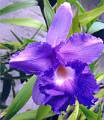 Sobralia macrantha f. coerulea * Sobralia macrantha f. coerulea 
  Nombre comn: Atempanxochichocane ?flor que llora al borde del agua? en nhuatl.  
  Caractersticas distintivas: Planta terrestre o litfita, a veces epfita, grande, de hasta 2 metros de alto, con caas delgadas y hojas alternadas, cortas y anchas, plisadas longitudinalmente, con races gruesas. Sus inflorescencias surgen en la punta de la caa, produciendo flores grandes, de hasta 15 cm de dimetro, en varios tonos de lila, magenta, rosa y, como en este caso, lila azulada (forma cerlea), de muy corta duracin (uno o dos das).  
  Hbitat: Bosques mesfilos y algunos tipos de selvas tropicales. 
  Distribucin: Guerrero, Oaxaca, Veracruz, Puebla y Chiapas, Mxico; Centroamrica hasta Costa Rica. 
  Restricciones: La forma cerlea es muy rara en la naturaleza, aunque extendida en cultivo.  
  Cultivo: En macetas con abundante hojarasca de encino, no tierra, que permita un adecuado drenaje. Riego dos a tres veces por semana, luz moderada (nunca sol directo), temperatura moderada a fresca, humedad ambiental moderada y fertilizante foliar muy diludo (1 cucharadita por 4 litros de agua) cada 15 das. Muy cultivada en el centro de Veracruz. 
  poca de floracin: Primavera. 
  Ma. ngeles Aquihuatl Ramos * 855 x 983 * (157KB)