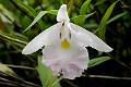 Sobralia macrantha f. semialba * 944 x 628 * (601KB)