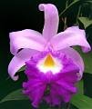 Sobralia macrantha * Sobralia macrantha  
  Nombre comn: Atempanxochichocane ?flor que llora al borde del agua? en nhuatl.  
  Caractersticas distintivas: Planta terrestre o litfita, a veces epfita, grande, de hasta 2 metros de alto, con caas delgadas y hojas alternadas, cortas y anchas, plisadas longitudinalmente, con races gruesas. Sus inflorescencias surgen en la punta de la caa, produciendo flores grandes, de hasta 15 cm de dimetro, en varios tonos de lila, magenta, rosa, de muy corta duracin (uno o dos das).  
  Hbitat: Bosques mesfilos y algunos tipos de selvas tropicales. 
  Distribucin: Guerrero, Oaxaca, Veracruz, Puebla y Chiapas, Mxico; Centroamrica hasta Costa Rica. 
  Restricciones: En el campo abunda en ciertas regiones, aunque se extrae en grandes cantidades para su venta, lo que la est volviendo escasa; en ciertas regiones se cultiva abundantemente.  
  Cultivo: En macetas con abundante hojarasca de encino, no tierra, que permita un adecuado drenaje. Riego dos a tres veces por semana, luz moderada (nunca sol directo), temperatura moderada a fresca, humedad ambiental moderada y fertilizante foliar muy diludo (1 cucharadita por 4 litros de agua) cada 15 das. Muy cultivada en el centro de Veracruz. 
  poca de floracin: Primavera. 
  Wilfrido Rodrguez Prez * 824 x 977 * (108KB)
