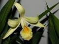 Sobralia xantholeuca * Sobralia xantholeuca 
  
Nombre comn: No conocido. 
  
Caractersticas distintivas: Planta epfita o terrestre grande, de hasta 2 metros de alto, con caas delgadas y hojas alternadas, cortas y anchas, plisadas longitudinalmente, con races gruesas. Sus inflorescencias surgen en la punta de la caa, produciendo flores grandes, de hasta 10 cm de dimetro, en varios tonos de amarillo, de muy corta duracin (uno o dos das).  
  
Hbitat: Bosques mesfilos y selvas tropicales. 
  
Distribucin: Chiapas, Mxico; Guatemala.  
  
Restricciones: Planta escasa.  
  
Cultivo: En macetas con abundante hojarasca de encino, no tierra, que permita un adecuado drenaje. Riego dos a tres veces por semana, luz moderada (nunca sol directo), temperatura moderada a fresca, humedad ambiental moderada y fertilizante foliar muy diludo (1 cucharadita por 4 litros de agua) cada 15 das.  
  
poca de floracin: Primavera.

 Rodrigo Remolina
 * 945 x 707 * (124KB)