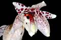 Stanhopea martiana * Gerardo Salazar Chvez * 709 x 474 * (298KB)