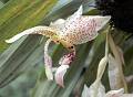 Stanhopea oculata * Hugo Karasawa Kano * 904 x 659 * (114KB)