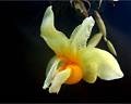 Stanhopea pseudoradiosa * Benjamn Valencia Nieto * 709 x 567 * (400KB)