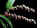 Stelis emarginata * Carlos Higashida Hirose * 998 x 749 * (91KB)