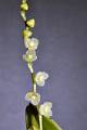 Stelis endresii * Stelis endresii

Nombre comn: No conocido.

Caractersticas distintivas: Planta epifita 
pequea, de hasta 12 cm de largo, con tallos muy delgados, races igualmente 
delgadas y hojas lanceoladas. La inflorescencia surge en la parte alta de los 
tallos ms recientes, con una varita ligeramente ms larga que la hoja, en la 
cual abren en sucesin unas 20 florecillas de apariencia triangular, de unos 3 
mm de dimetro, color verde con abundantes pelillos en la superficie. Las flores 
abren nicamente cuando hay humedad alta.

Hbitat: Bosques mesfilos. 

Distribucin: Guerrero, Oaxaca, Veracruz y 
Puebla, Mxico; Centroamrica.

Restricciones: Ninguna.Cultivo: En macetas con fibra de Polypodium 
o musgo, que permita un adecuado drenaje. Riego lo ms frecuente posible 
(incluso diario), luz moderada (nunca sol directo), temperatura moderada, 
humedad ambiental alta y fertilizante foliar muy diluido (1 cucharadita por 4 
litros de agua) cada 15 das. No resiste perodos largos sin riego.

poca de floracin: Verano.

Rodrigo Remolina
 * 653 x 983 * (126KB)