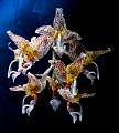 Stanhopea dodsoniana * 1272 x 1417 * (250KB)