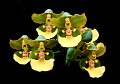 Trichocentrum bicallosum * Omar Eduardo Rocha * 995 x 699 * (102KB)