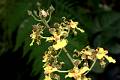 Trichocentrum cebolleta * Diederick Antoni * 800 x 533 * (72KB)