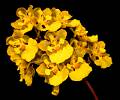 Trichocentrum chrysops * 999 x 830 * (125KB)